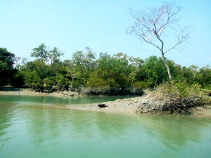 fatra's island